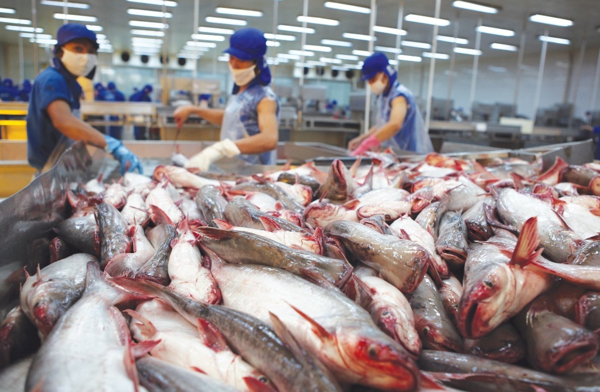 Hoa Kỳ kết luận thuế chống bán phá giá cá tra - basa phi lê đông lạnh Việt Nam