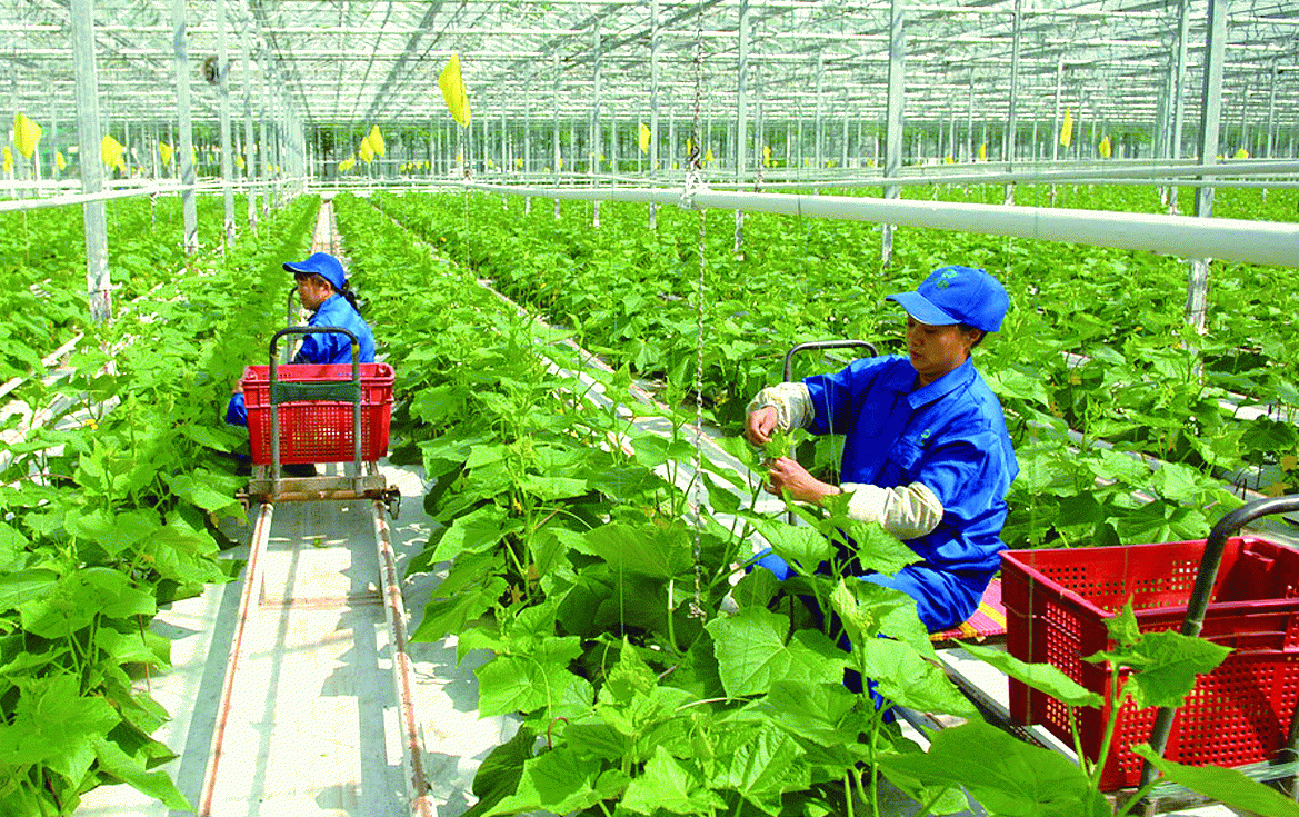 Tổ chức sản xuất nông thôn mới thúc đẩy kinh tế bền vững
