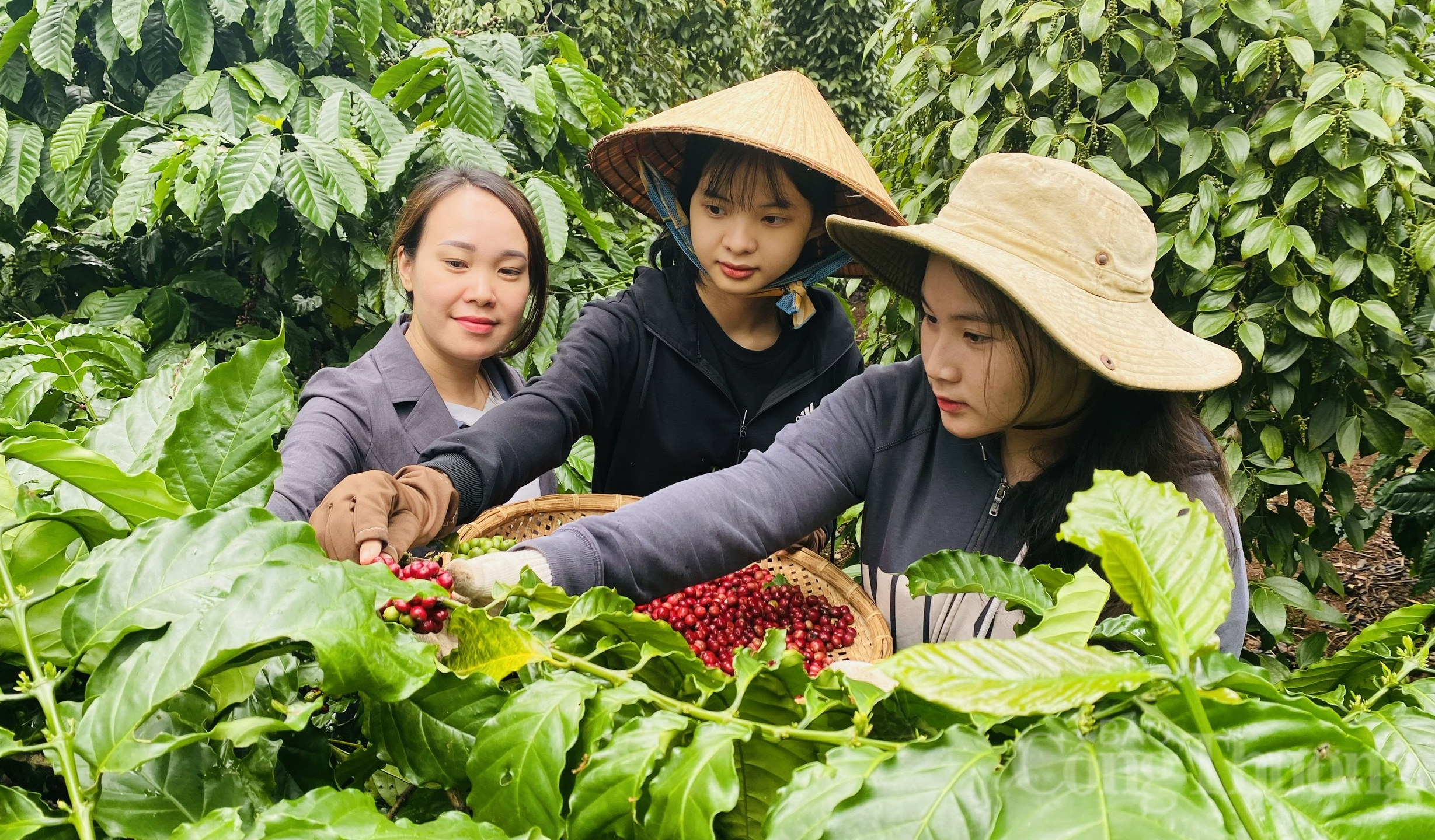 Giá cà phê hôm nay 4/7/2025: Giá cà phê trong nước giảm không đáng kể