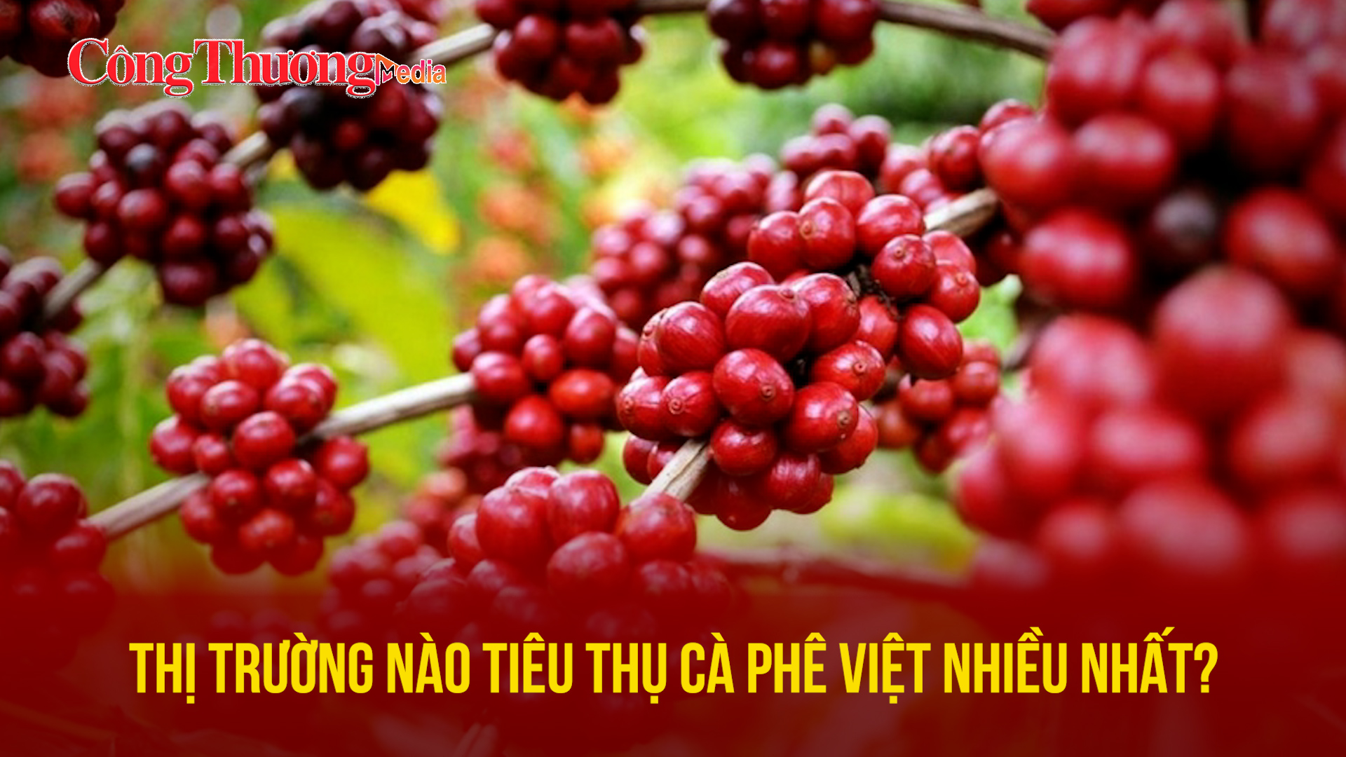 Thị trường nào tiêu thụ cà phê Việt nhiều nhất?