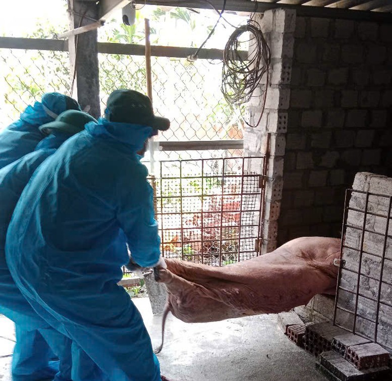 Có tình trạng dấu dịch, vứt xác bừa bãi lợn bị bệnh dịch tả lợn châu Phi