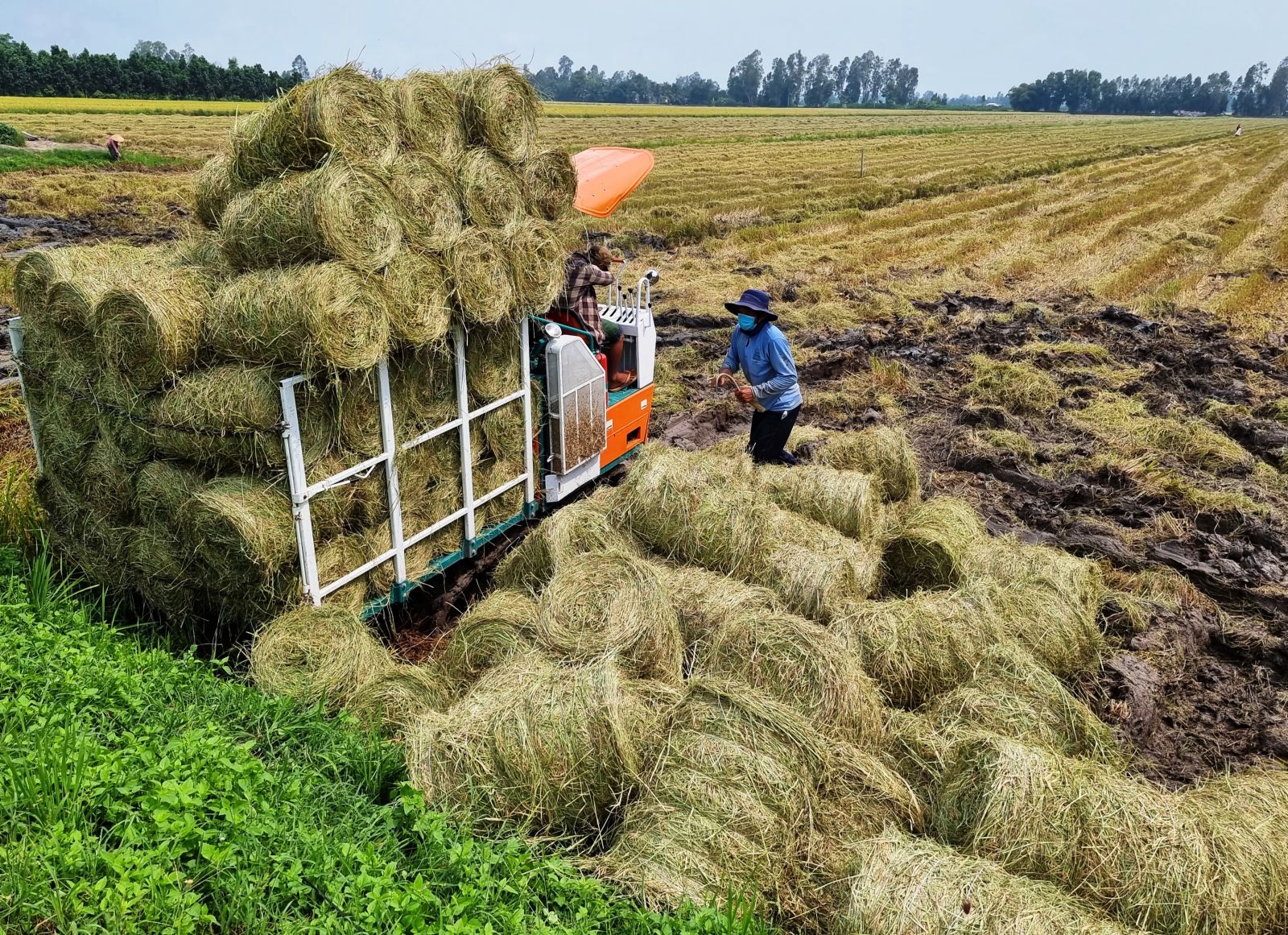 Biến “rác nâu” thành “vàng xanh”: Nút gỡ cho nông nghiệp bền vững