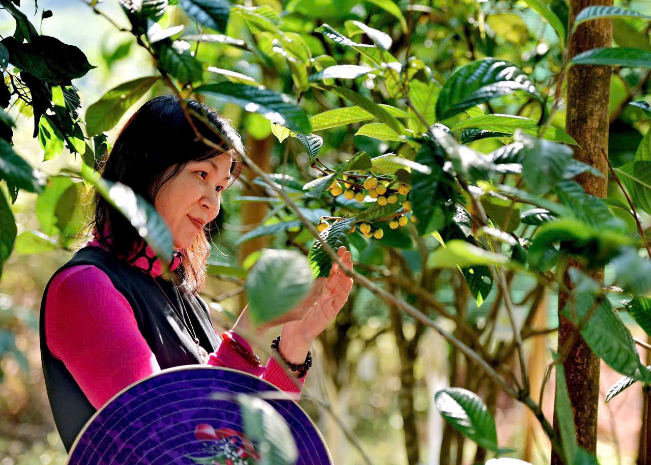 Hành trình hồi sinh 'nữ hoàng trà Việt' giữa rừng xanh Thái Nguyên