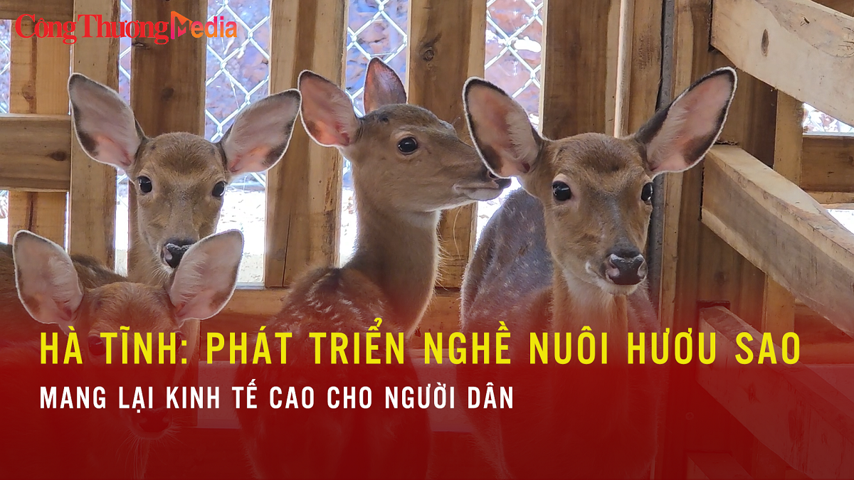 Hà Tĩnh: Nghề nuôi hươu sao mang lại kinh tế cao cho người dân