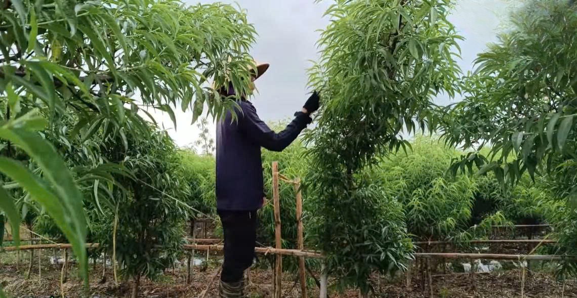 Đồi hoang hóa thành “mỏ vàng” nhờ dứa và đào trái vụ