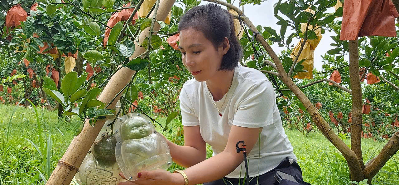 Bưởi tạo hình giúp nông dân Sán Dìu thoát nghèo bền vững