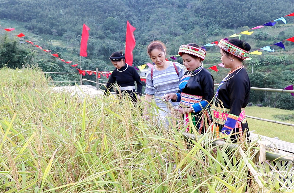 Đồng bào Dao và hành trình đưa giống nếp truyền thống thành hàng hóa