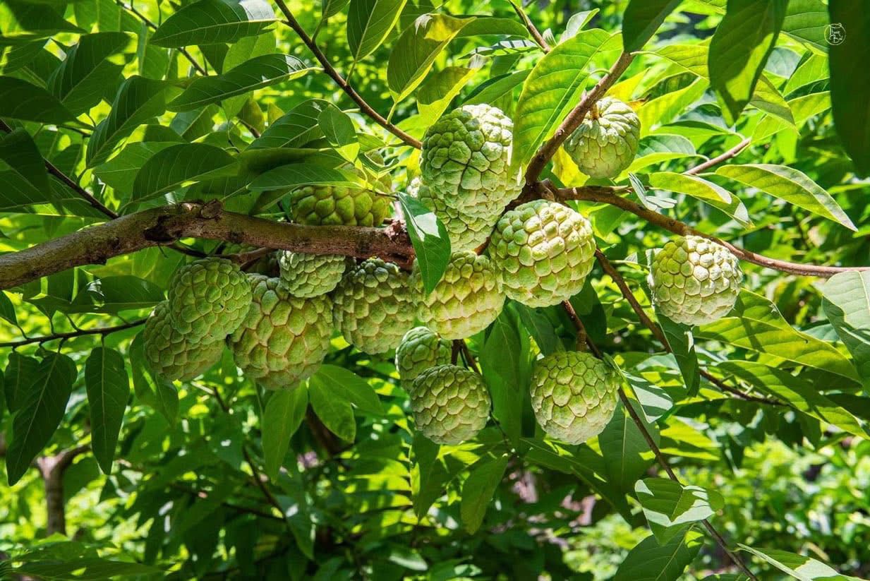 Na Cai Kinh giúp bà con vùng cao vươn lên thoát nghèo