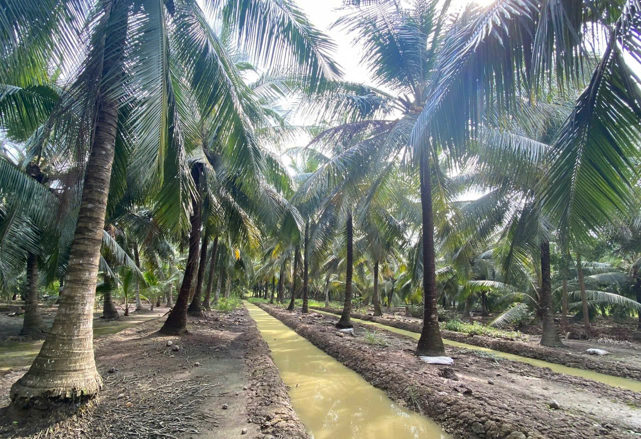 Cần xây dựng các vùng nguyên liệu tập trung cho ngành dừa