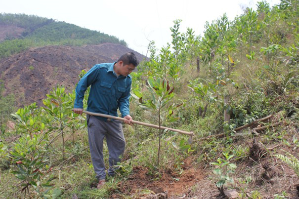 Lạng Sơn phát triển sinh kế vùng cao từ nông lâm nghiệp bền vững