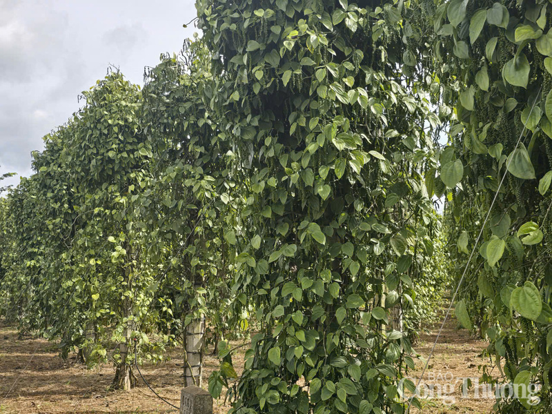 Giá tiêu hôm nay 10/9/2025: Cao nhất 153.000 đồng/kg