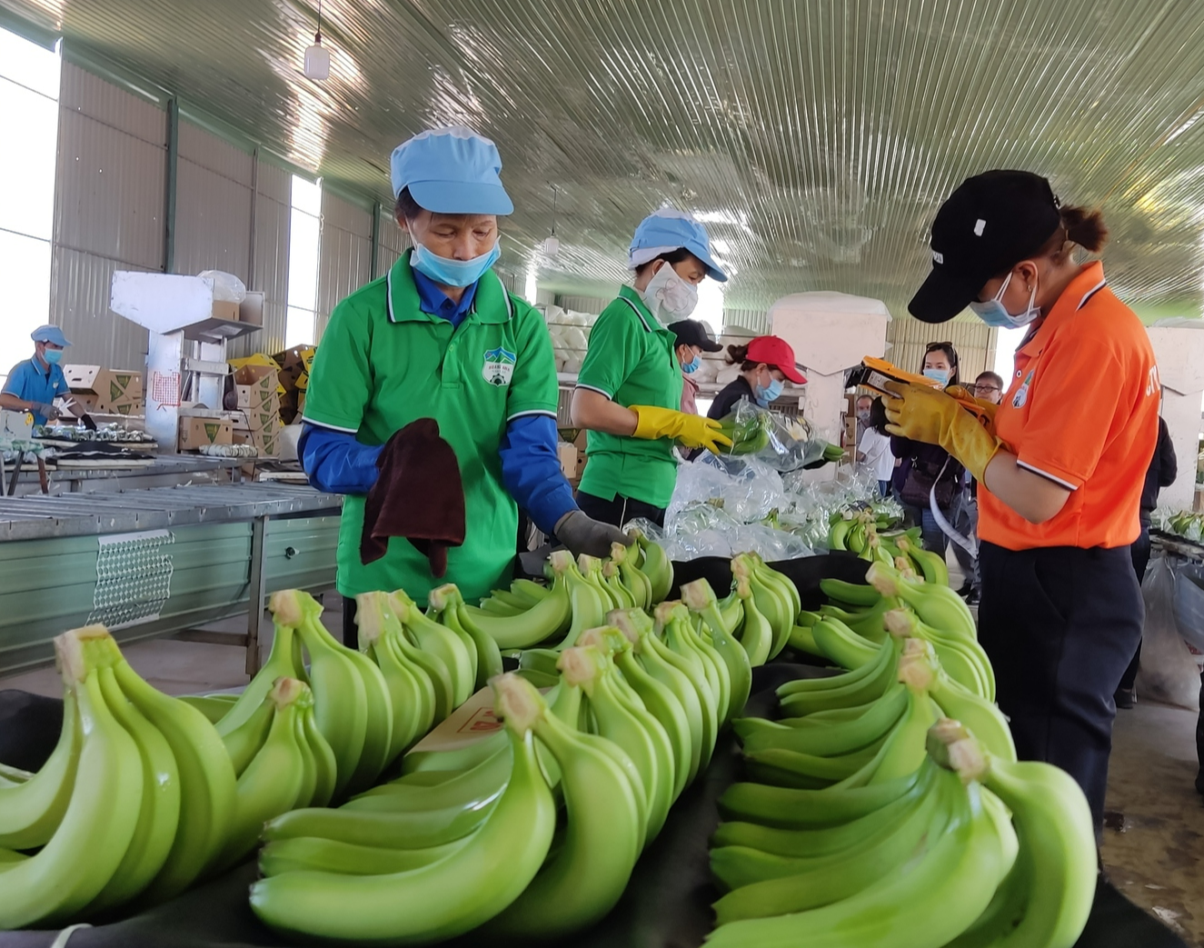 Chuối Gia Lai vươn ra thị trường quốc tế nhờ đổi mới công nghệ