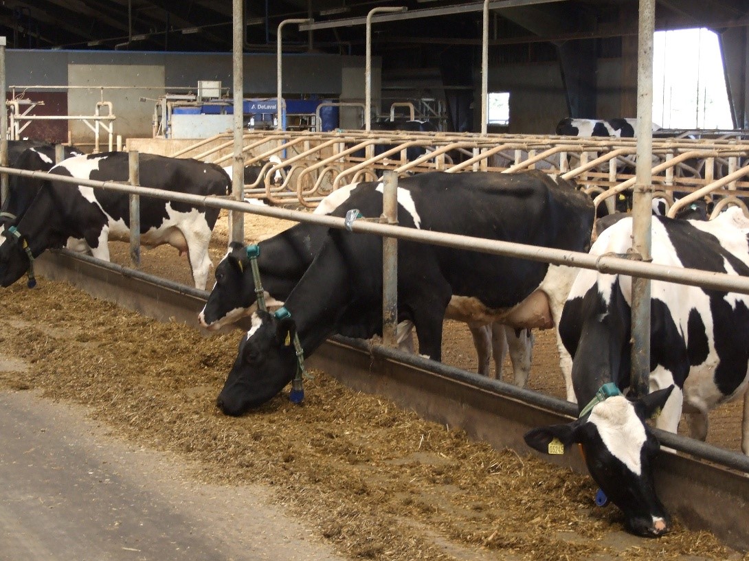 Đan Mạch đánh thuế khí mê-tan từ chăn nuôi bò, lợn, cừu từ năm 2030