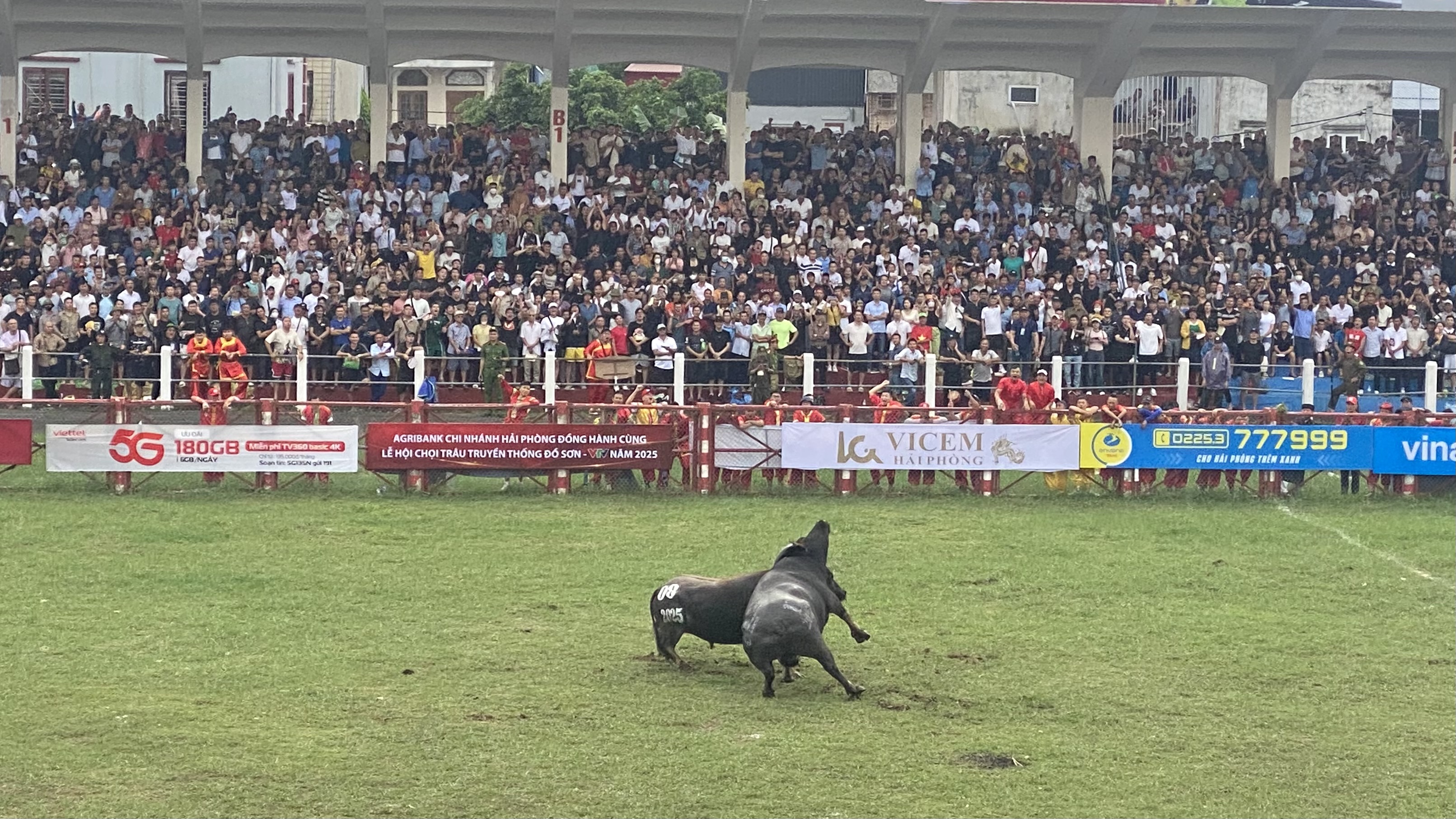 Hải Phòng: 16 'ông trâu' ra trận tại Lễ hội chọi trâu Đồ Sơn năm 2025