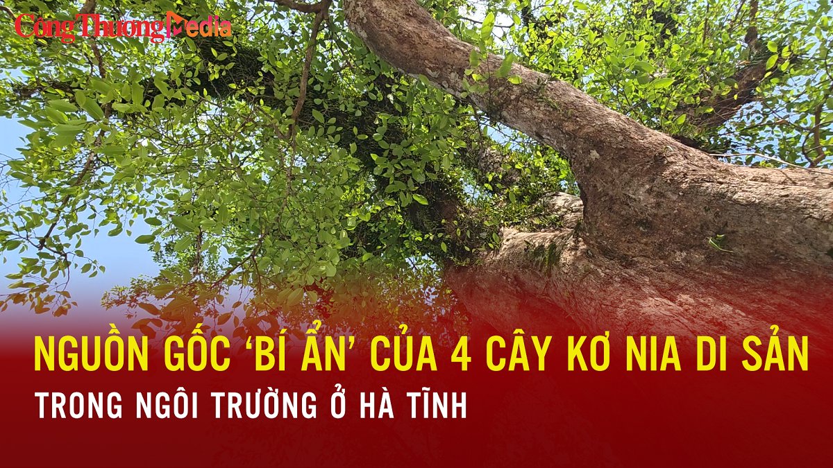 Nguồn gốc ‘bí ẩn’ của 4 cây kơ nia di sản trong ngôi trường ở Hà Tĩnh