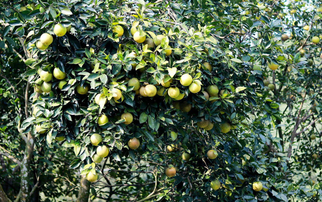 Hà Tĩnh: Mở rộng diện tích cam hữu cơ, làm giàu bền vững