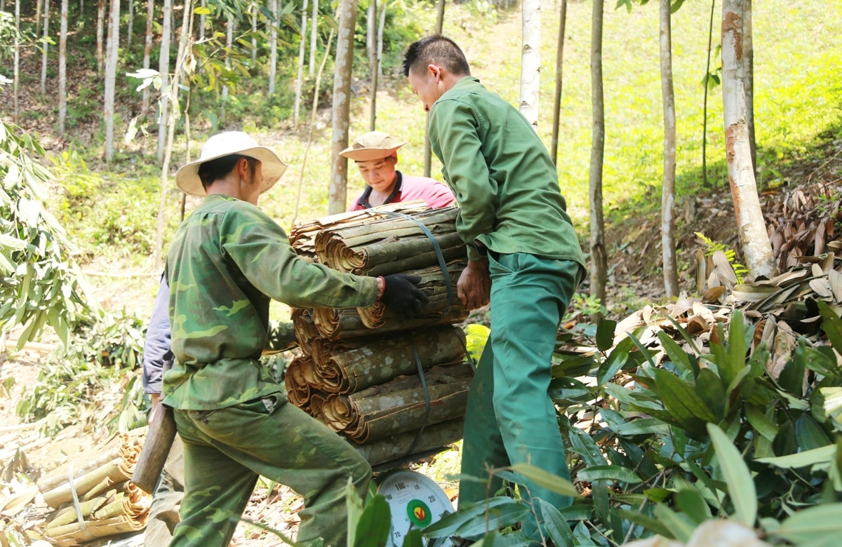 Chuỗi giá trị quế Ba Chẽ: Ý chí đồng bào viết tiếp 'khúc ca' rừng xanh
