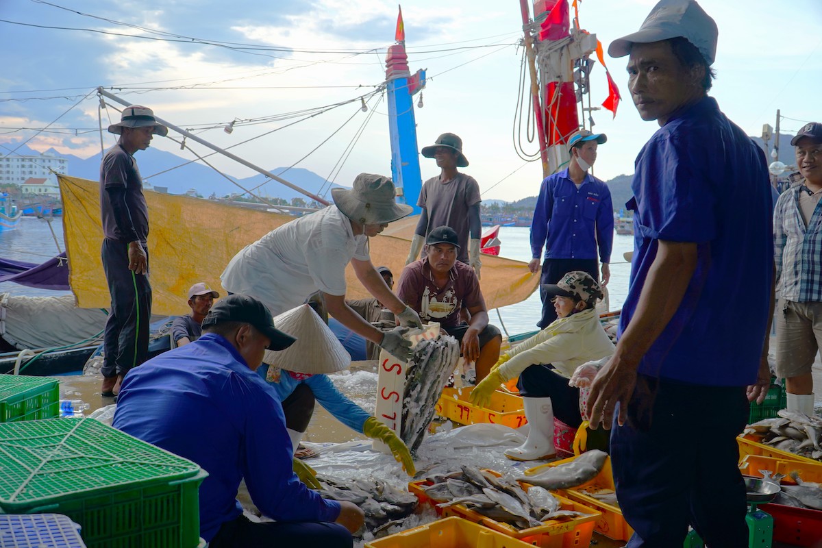 Đà Nẵng thành lập Tổ liên ngành kiểm tra xử lý vi phạm khai thác IUU