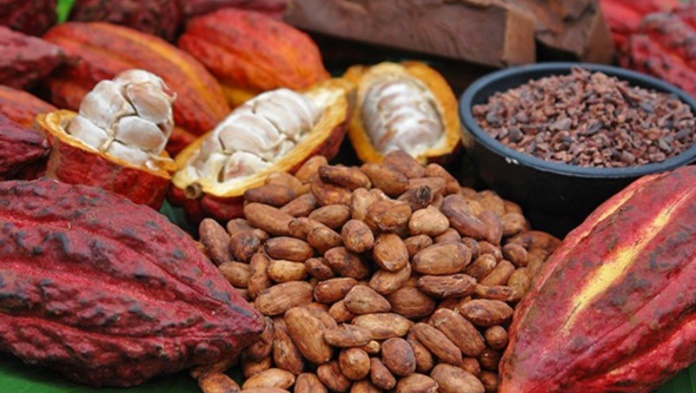 Nguồn cung thắt chặt, giá ca cao leo thang trên thị trường thế giới