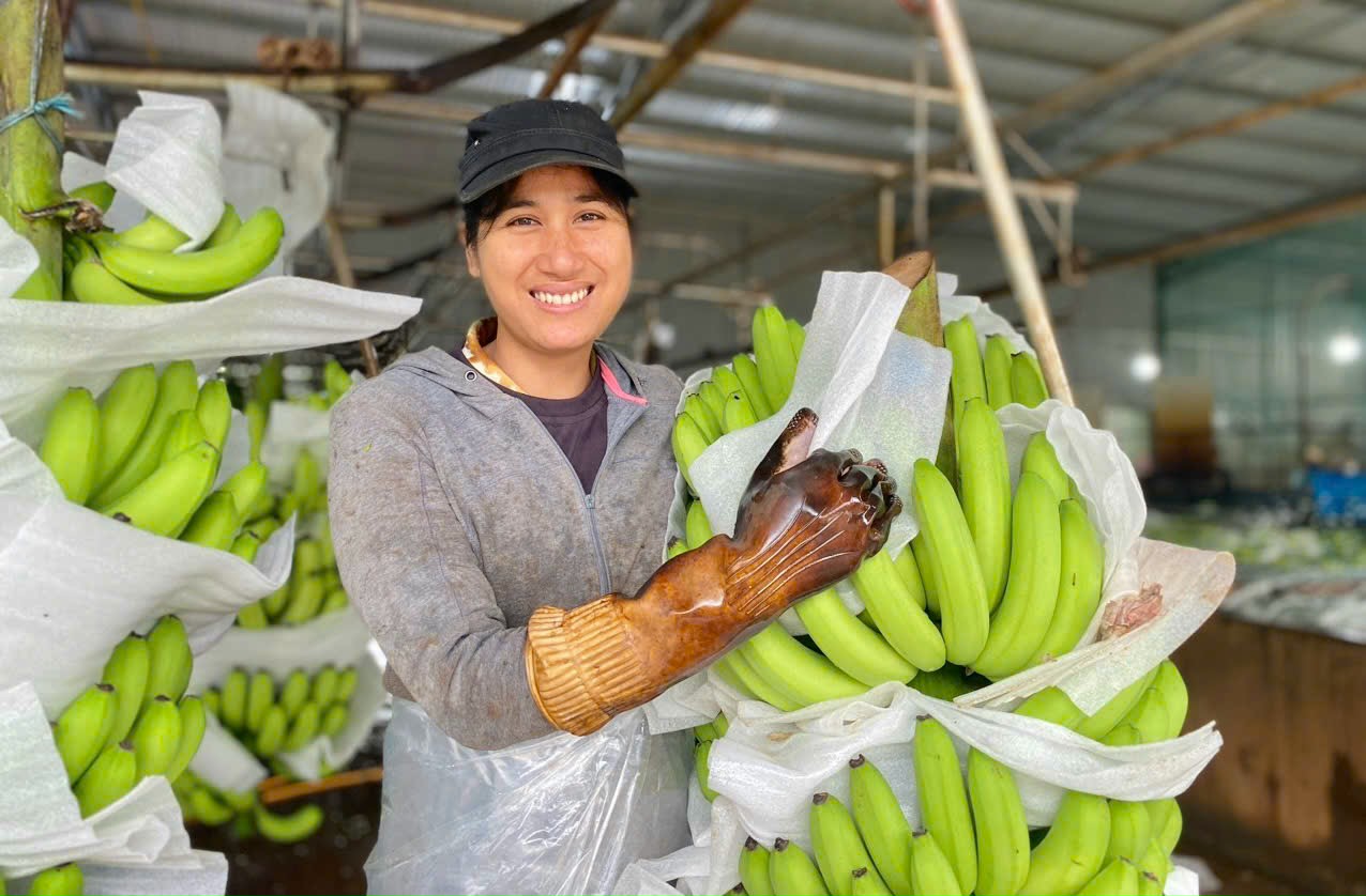 Gia Lai: Vùng nguyên liệu 'vàng' cho nông sản xuất khẩu