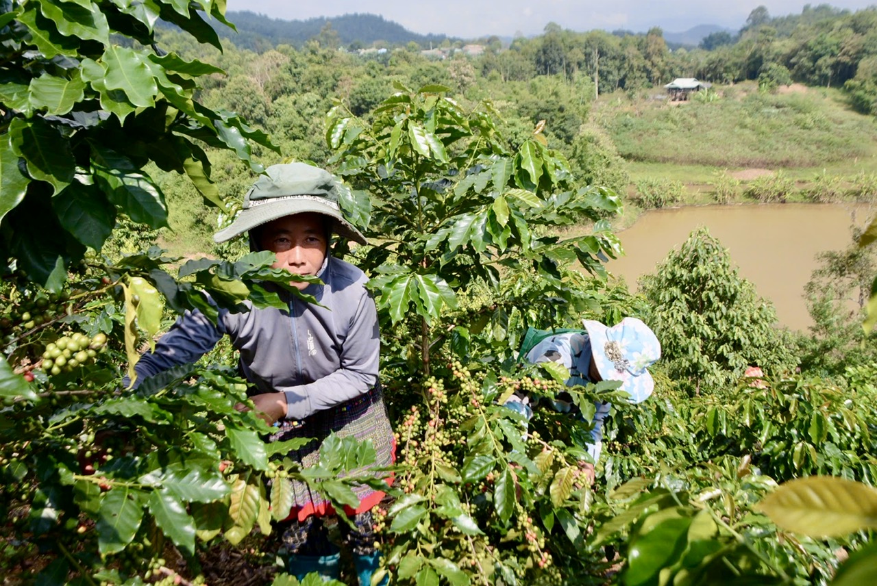 Giấc mơ no ấm từ những đồi cà phê Na Son giữa đại ngàn Tây Bắc