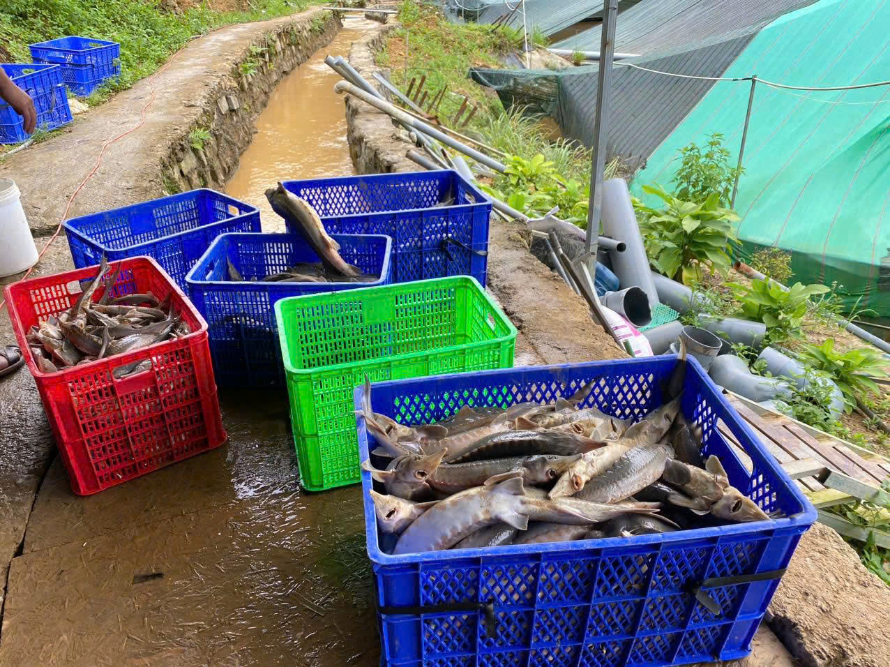 Quảng Ngãi: Sạt lở núi, gần 70 tấn cá tầm chết, thiệt hại hơn 8 tỷ đồng