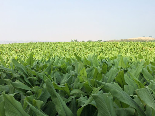 Phát triển nghệ thành sản phẩm dược liệu chủ lực theo chuỗi giá trị