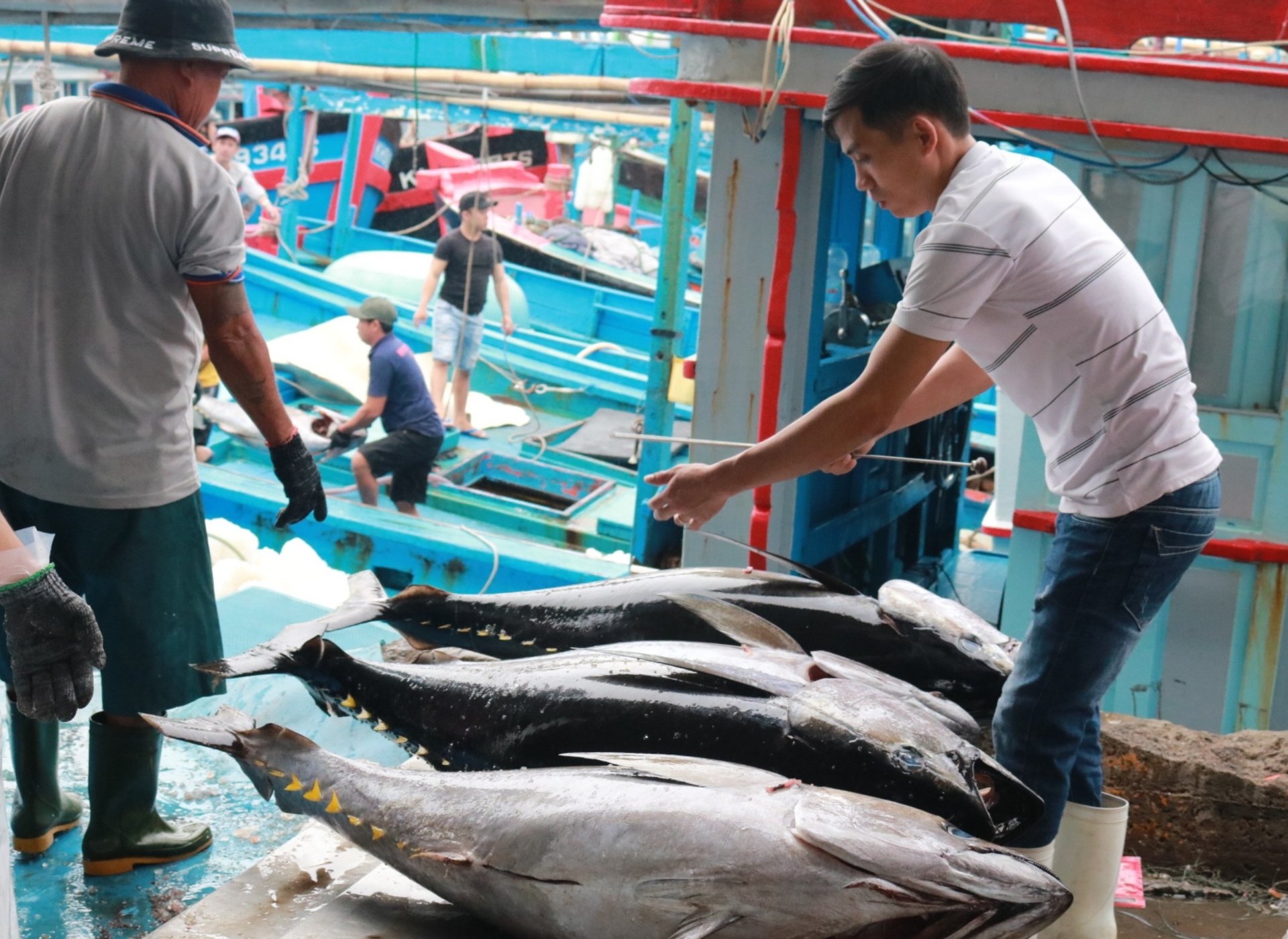 Gỡ 'thẻ vàng' IUU: Chìa khóa và cơ hội nâng tầm thủy sản Việt