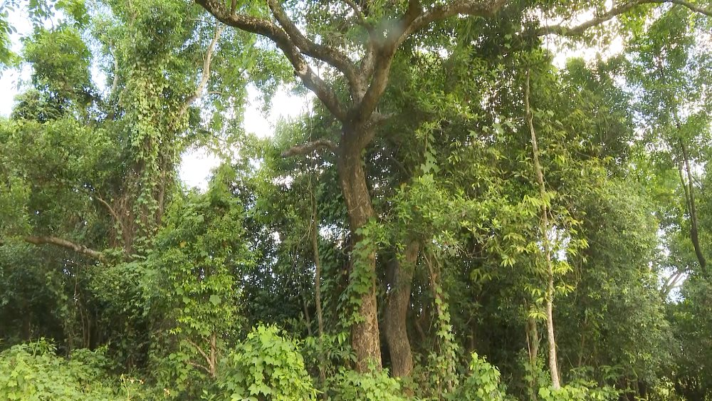 Đà Nẵng: Phát triển kinh tế xanh từ nguồn thu tín chỉ carbon