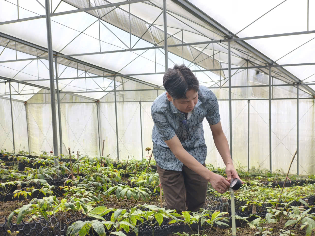 'Đánh thức' thương hiệu sâm Lai Châu trên đỉnh Pusilung