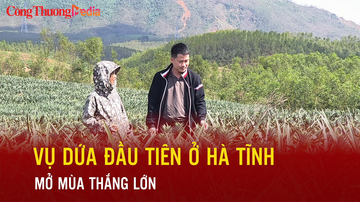 Vụ dứa đầu tiên ở Hà Tĩnh mở mùa thắng lớn