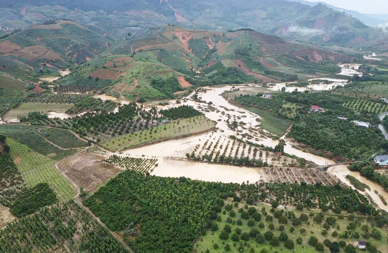 Đắk Lắk: Hơn 1.000 ha trồng dứa của 1 xã có nguy cơ bị 'xóa sổ' do mưa lớn