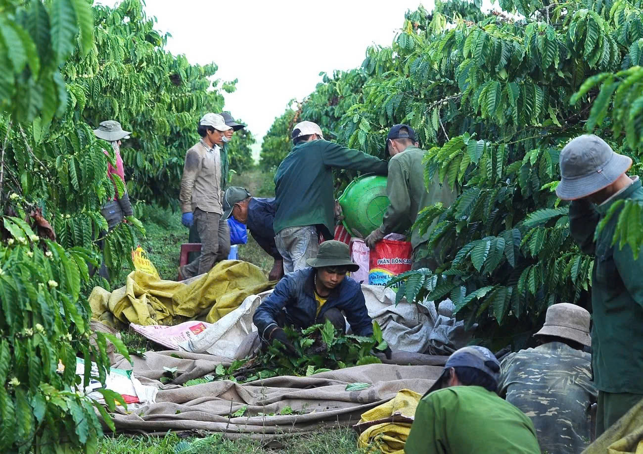 Quảng Ngãi: ‘Tổ đổi công’ giúp nông dân Đăk Hà tăng hiệu quả sản xuất