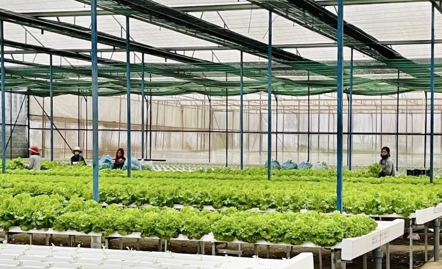 Gia Lai tất bật phục hồi sản xuất rau xanh phục vụ thị trường Tết