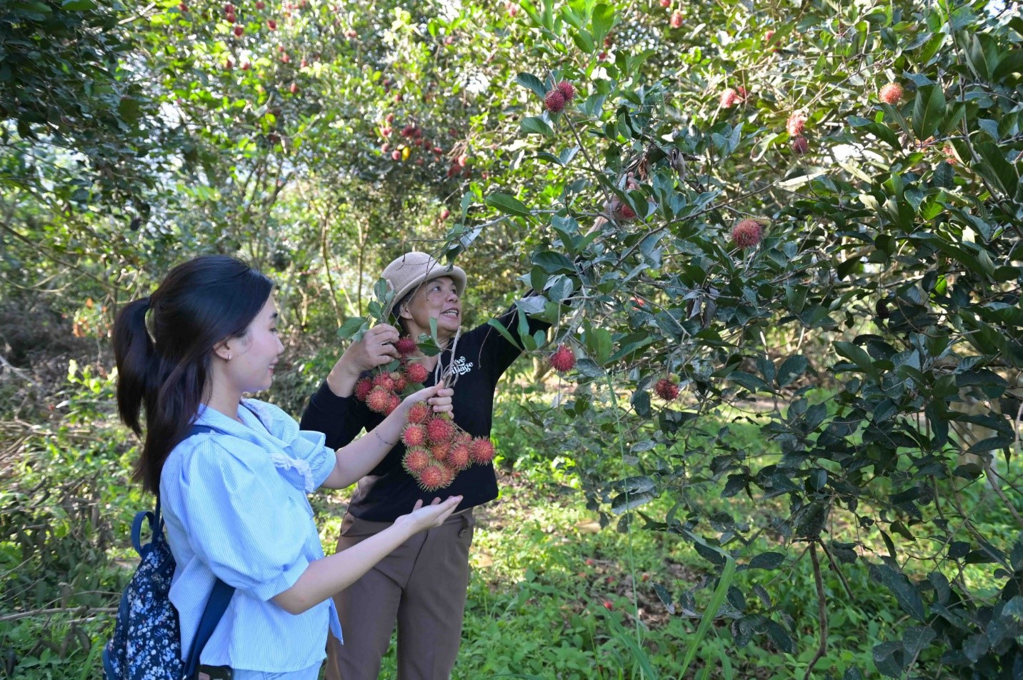 Khánh Hòa: Nông nghiệp đặc sản kéo du khách về vùng cao