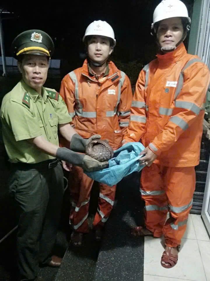 Công nhân Công ty Điện lực Huế kịp thời cứu hộ động vật quý hiếm