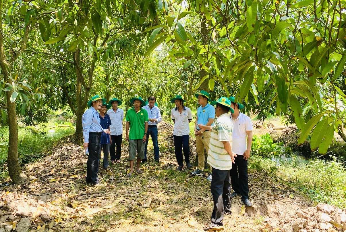 Phục hồi vườn cây ăn trái Đồng bằng sông Cửu Long sau ngập úng