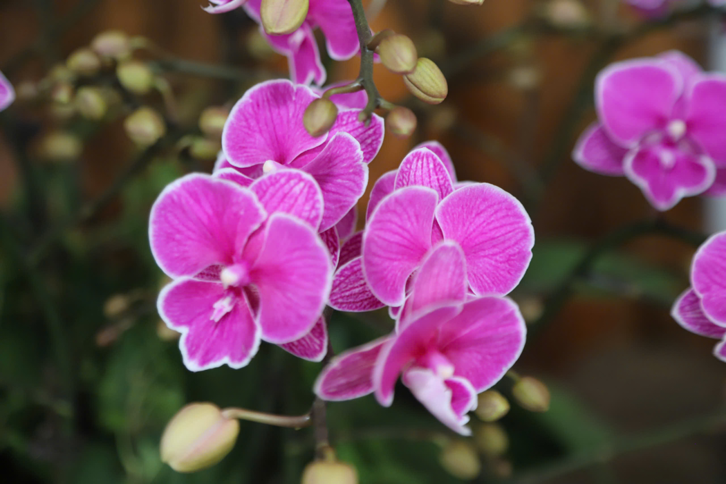 Ngắm vườn lan hồ điệp 6 vạn gốc trồng bằng công nghệ cao ở Hà Tĩnh