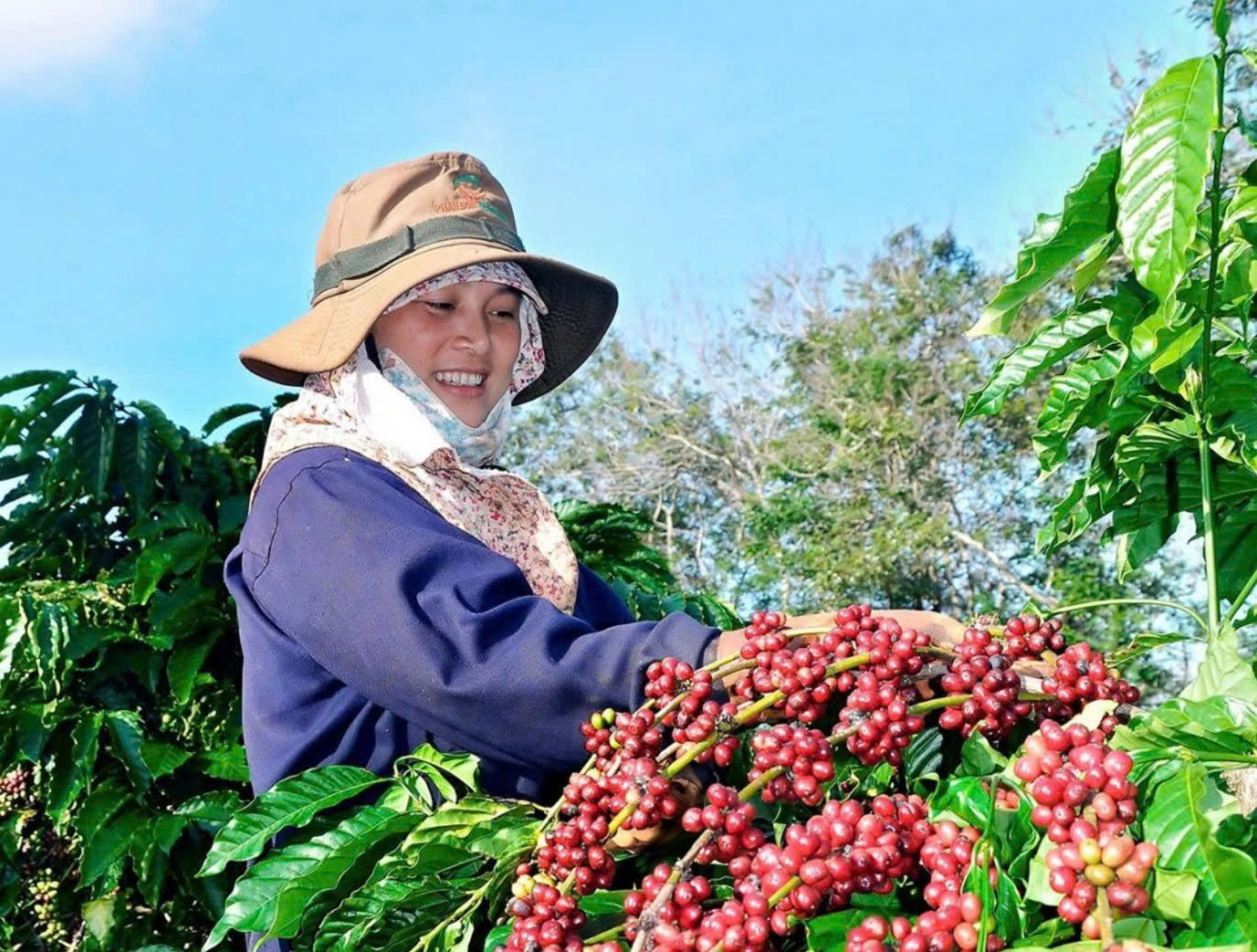  Tìm hướng đi mới cho cà phê đặc sản Đắk Lắk