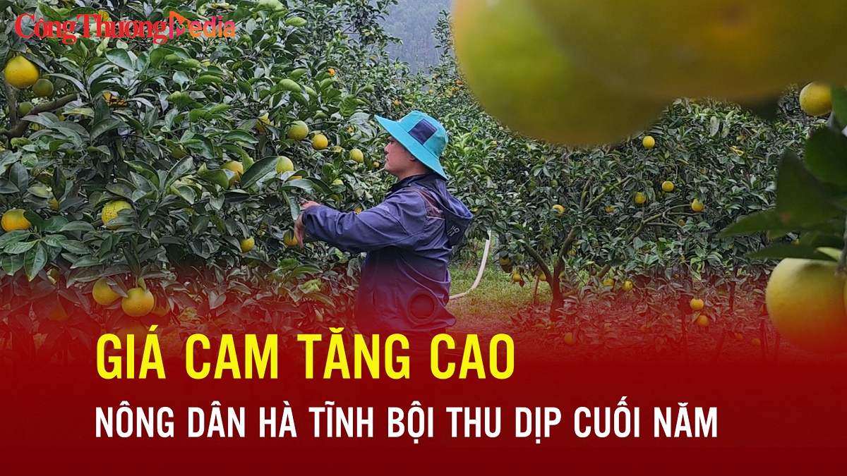 Giá cam tăng cao, nông dân Hà Tĩnh bội thu dịp cuối năm