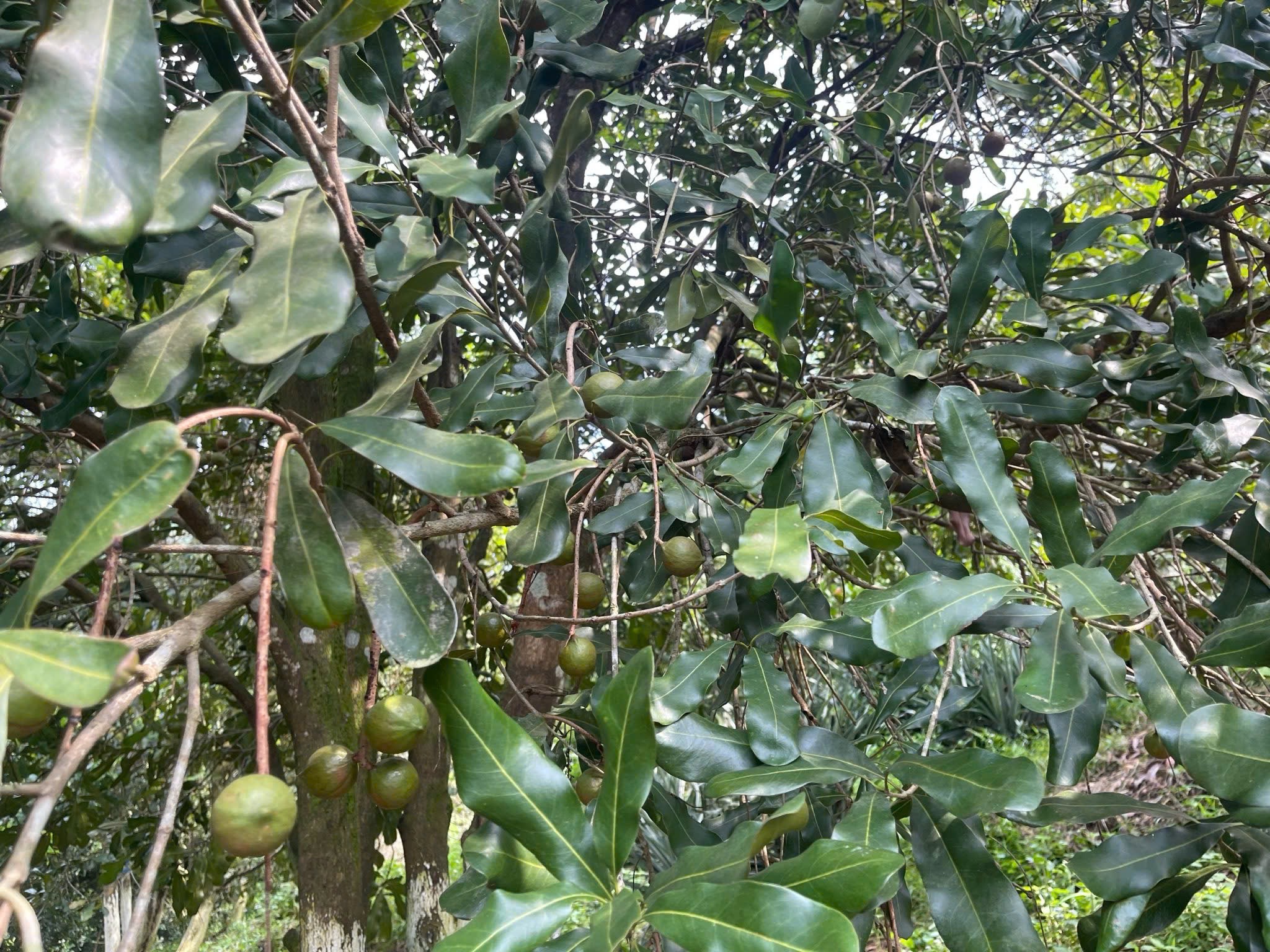 Người tiên phong 'gieo xanh' miền biên viễn