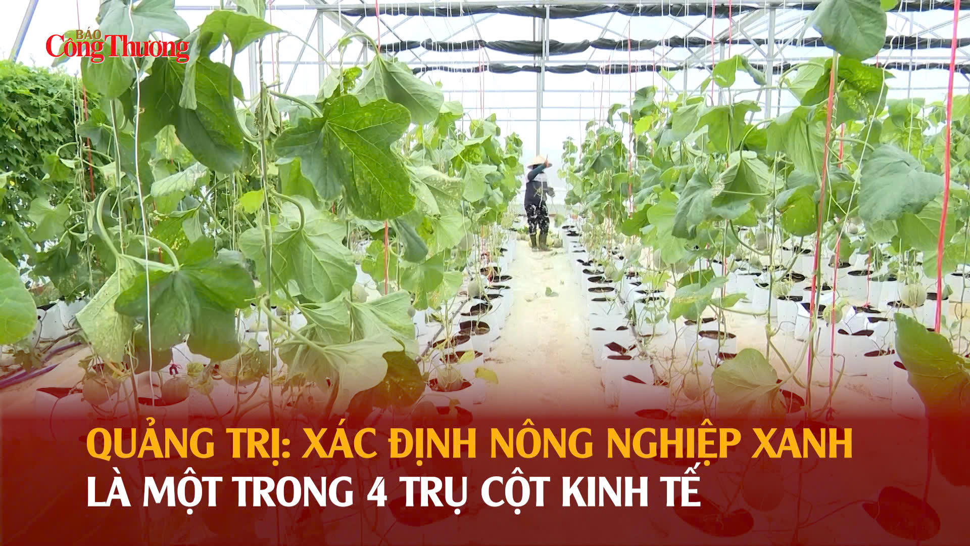 Quảng Trị: Xác định nông nghiệp xanh là một trong 4 trụ cột kinh tế