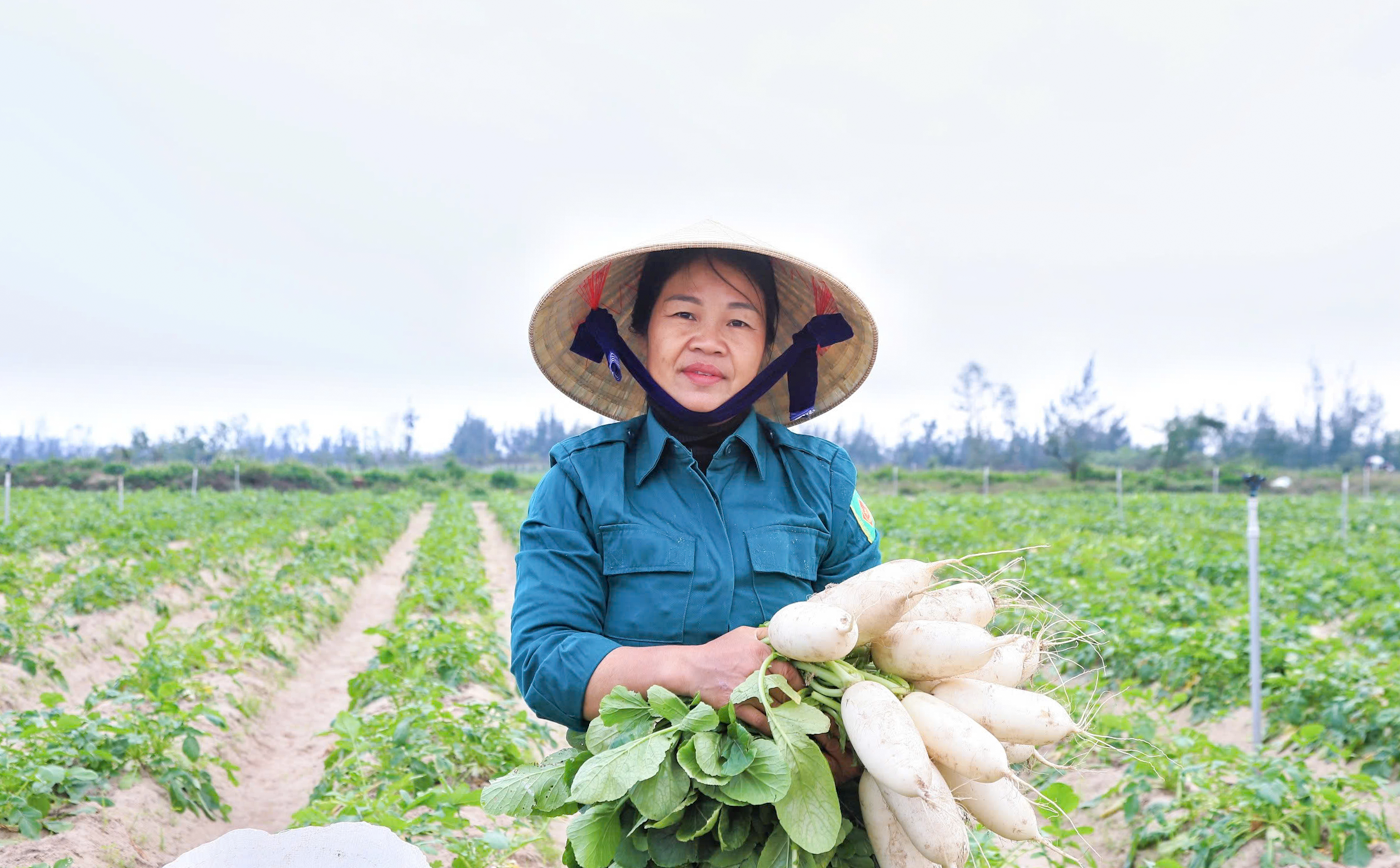 Hà Tĩnh: Củ cải tăng giá, nông dân phấn khởi ra đồng ngày đầu năm mới