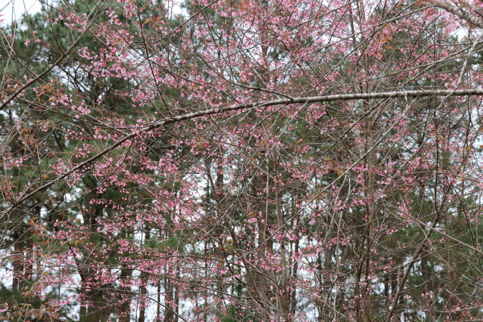 Hàng ngàn người đổ về khu du lịch Măng Đen trong ngày đầu năm mới 2026