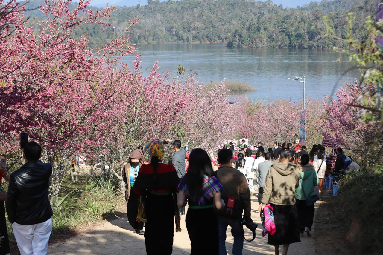  Lễ hội hoa Anh Đào Mường Phăng thúc đẩy liên kết du lịch Điện Biên