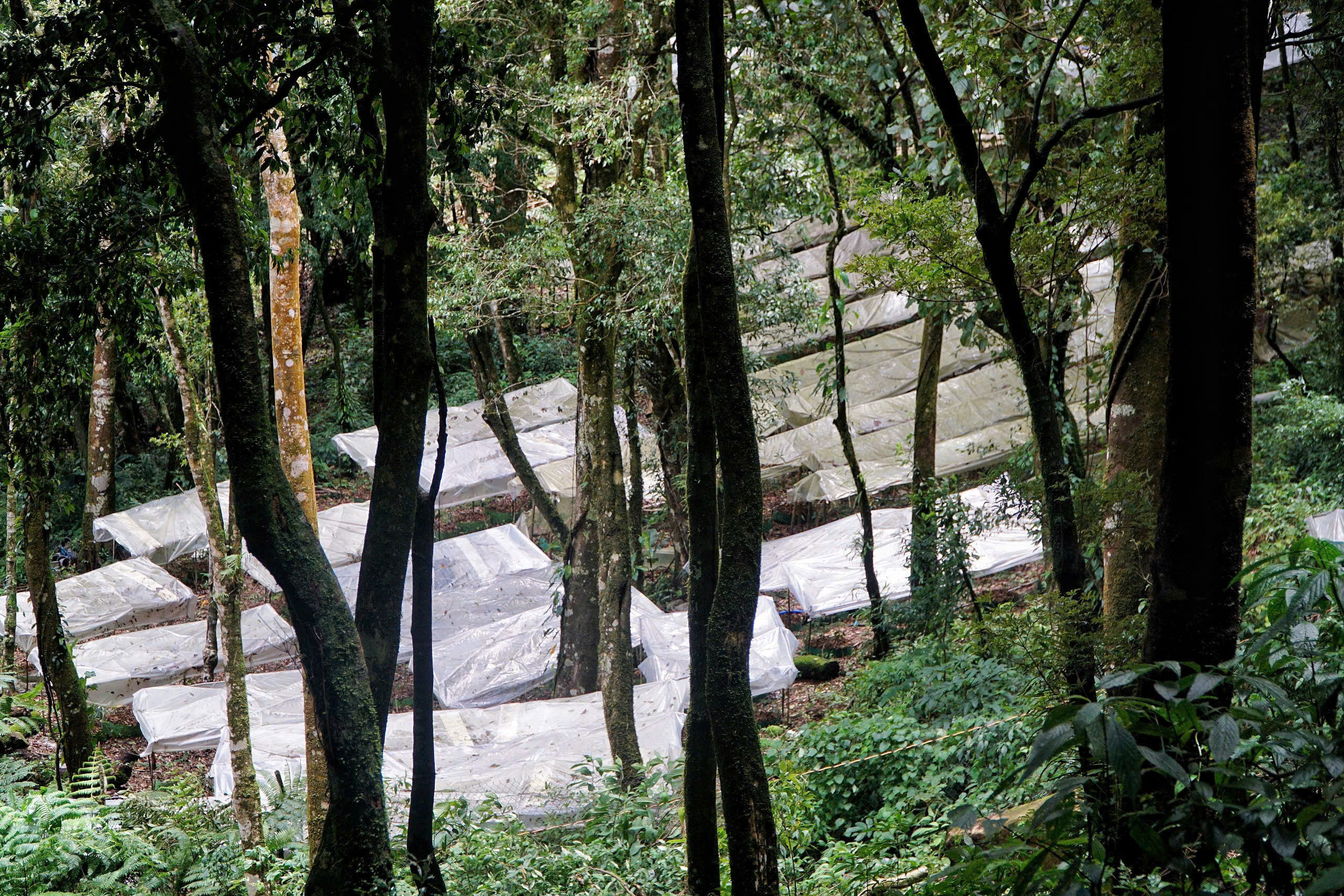 Quảng Ngãi: Phát triển dược liệu gắn chế biến sâu, du lịch sinh thái