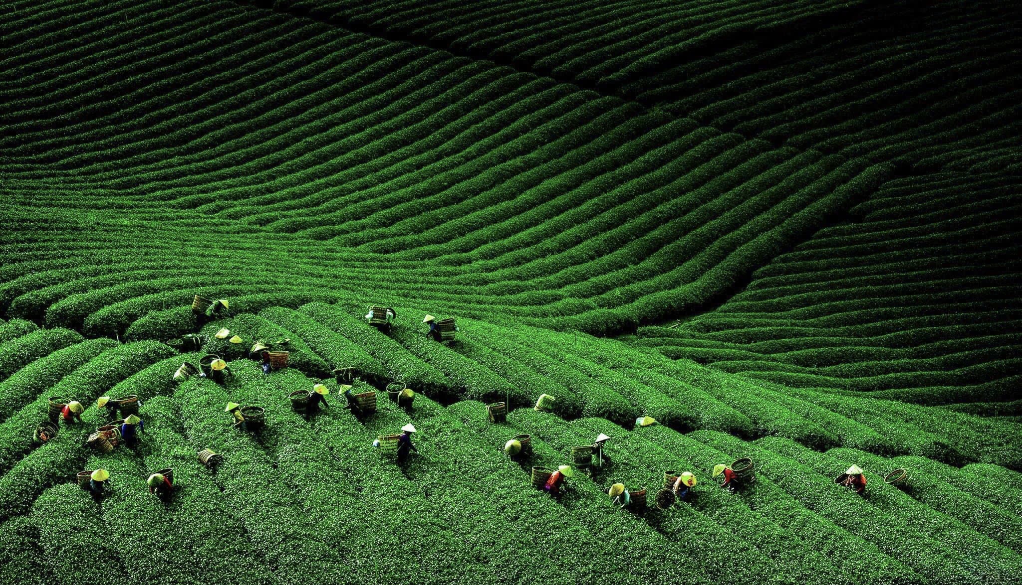 Xuân về trên những miền trà Olong Lâm Đồng