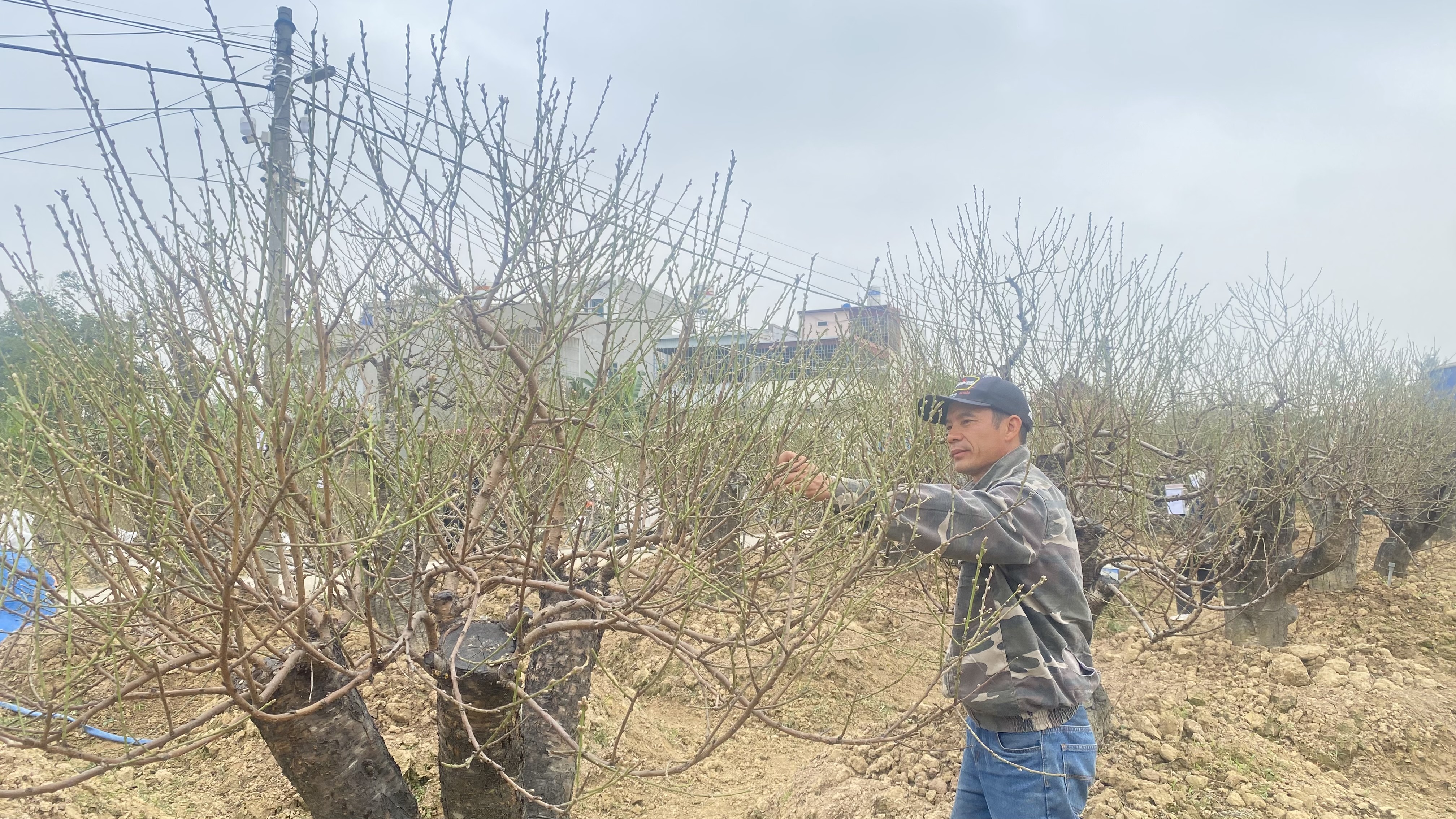 Hải Phòng: Sôi động thị trường hoa, cây cảnh tết Bính Ngọ 2026