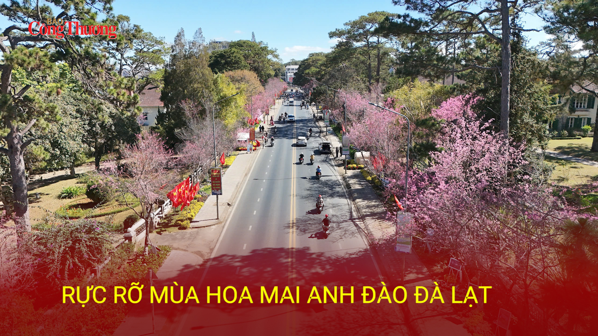 Rực rỡ mùa hoa mai anh đào Đà Lạt