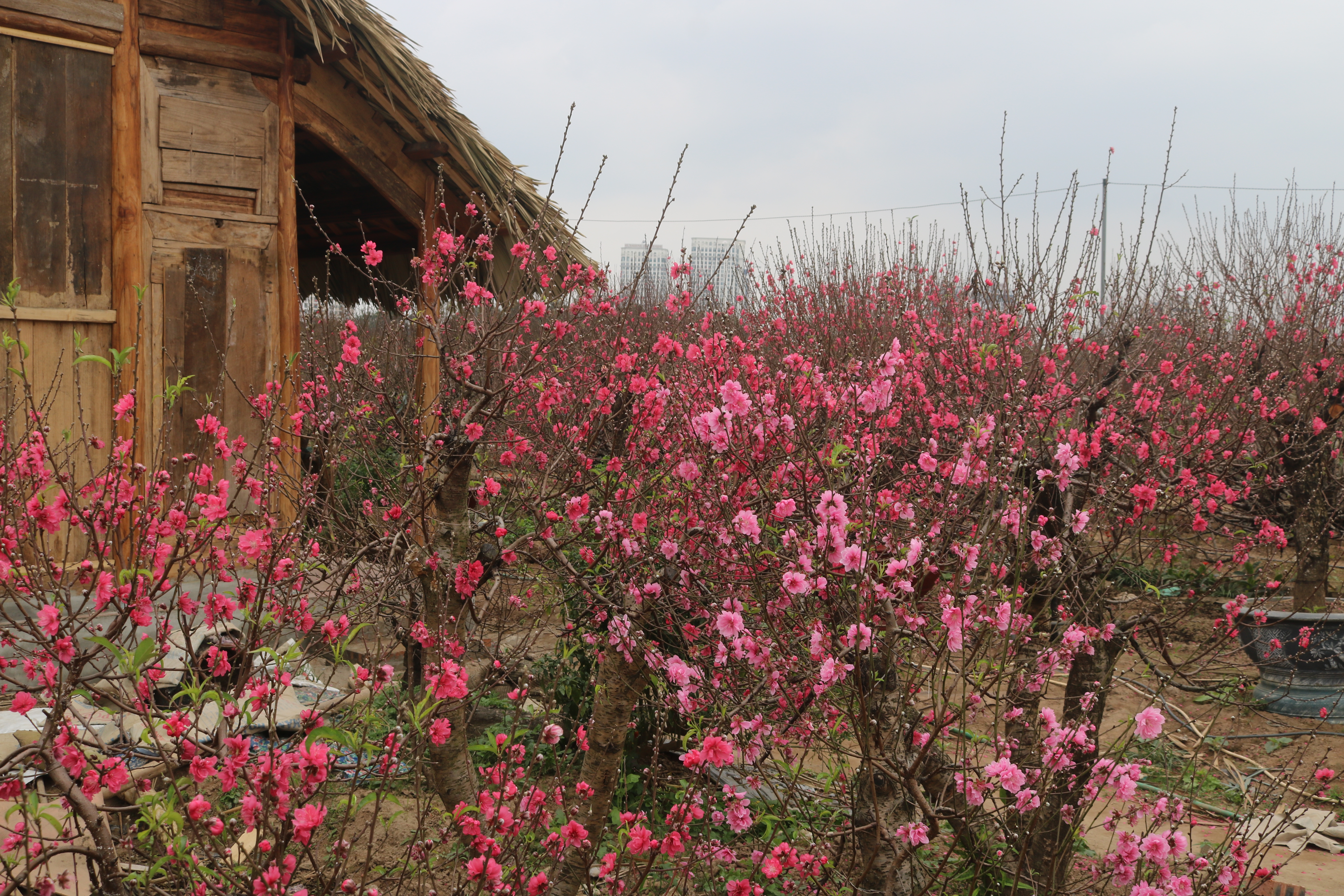 Đào Nhật Tân, quất Tứ Liên 'hối hả' xuống phố dịp Tết